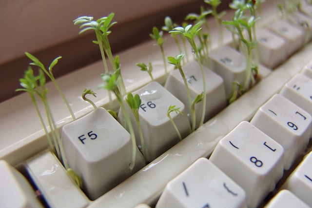 rzeżucha wyrasta z klawiatury komputera